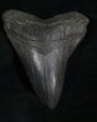 Black Georgia Megalodon Tooth #5542-1